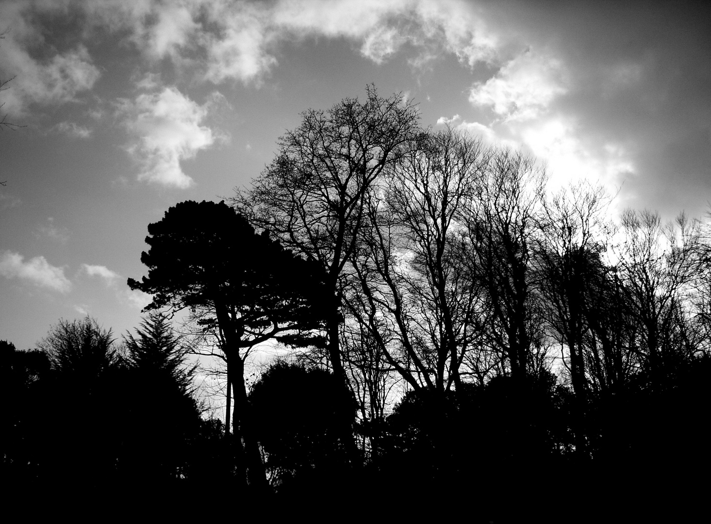 New Forest #2