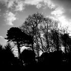 New Forest #2