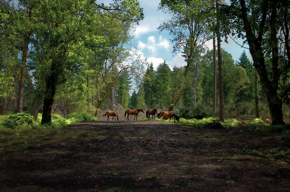 New Forest