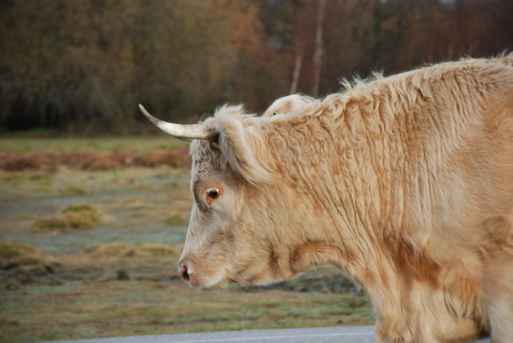 new forest long horn