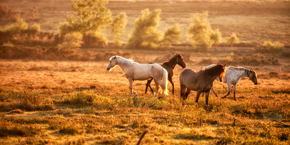 New Forest Ponies.