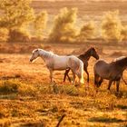 New Forest Ponies.