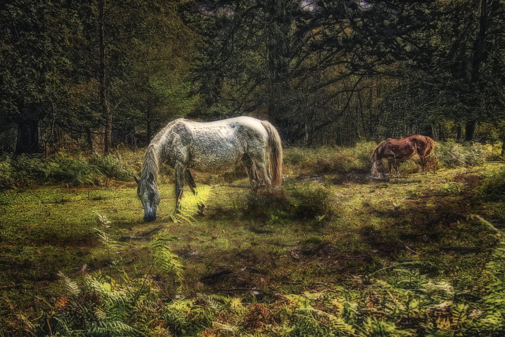 New-Forest-Pony