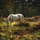 New-Forest-Pony