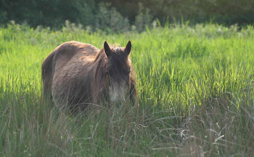 New Forest Pony