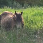 New Forest Pony