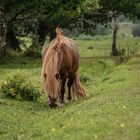 New Forest pony