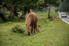 New Forest pony