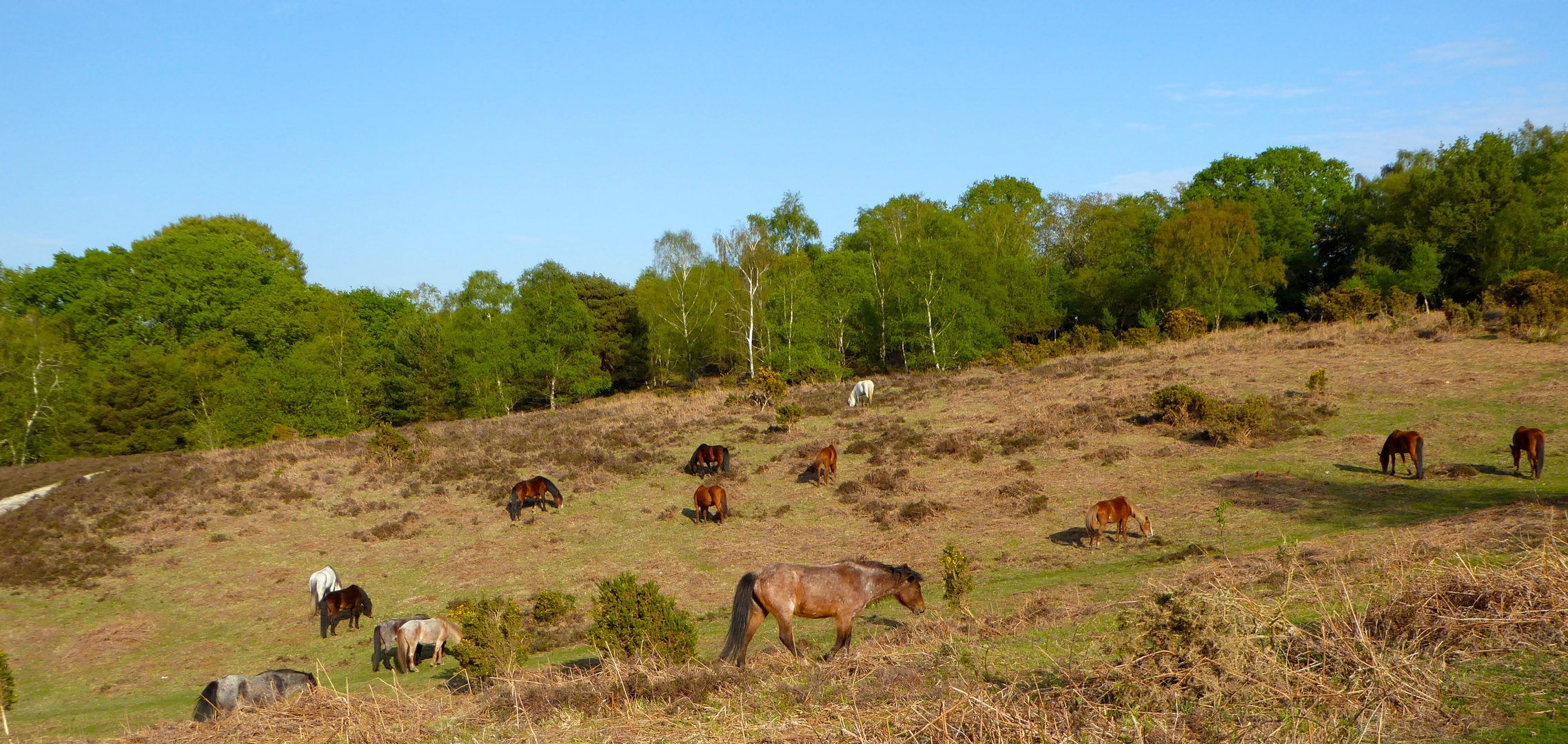 New Forest Ponys im New Forest National Park - Südengland 2016 - Pferdeherde