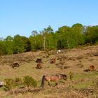 New Forest Ponys im New Forest National Park - Südengland 2016 - Pferdeherde