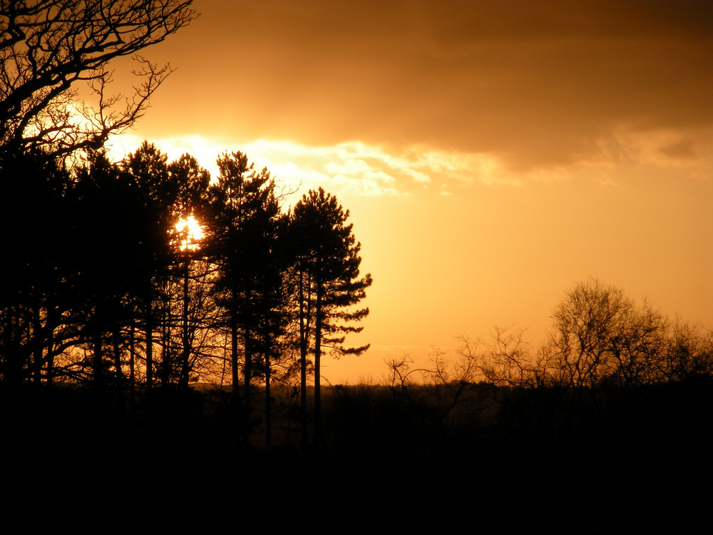 New Forest sunset