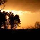 New Forest sunset