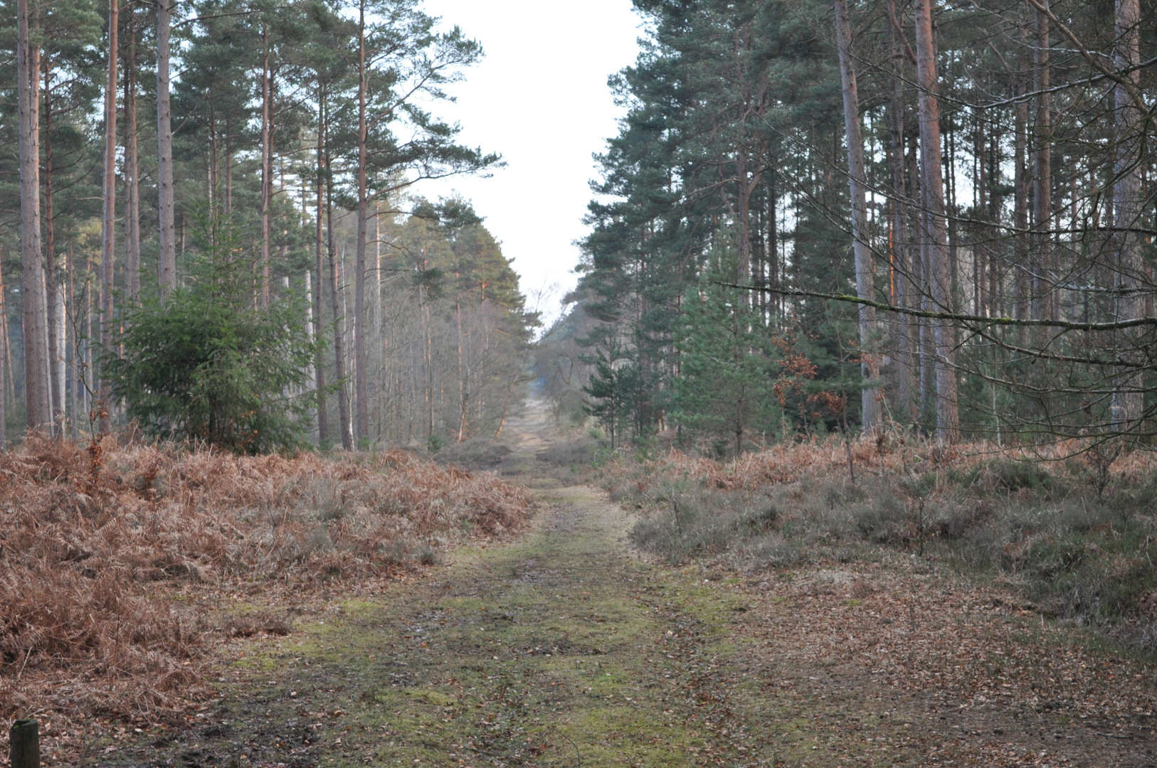 New Forest Walk 0110293