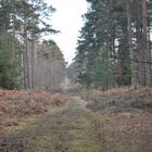 New Forest Walk 0110293