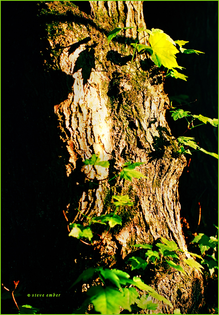 New Growth in a Forest in Springtime