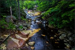 New Hampshire  | Harvard Brook |