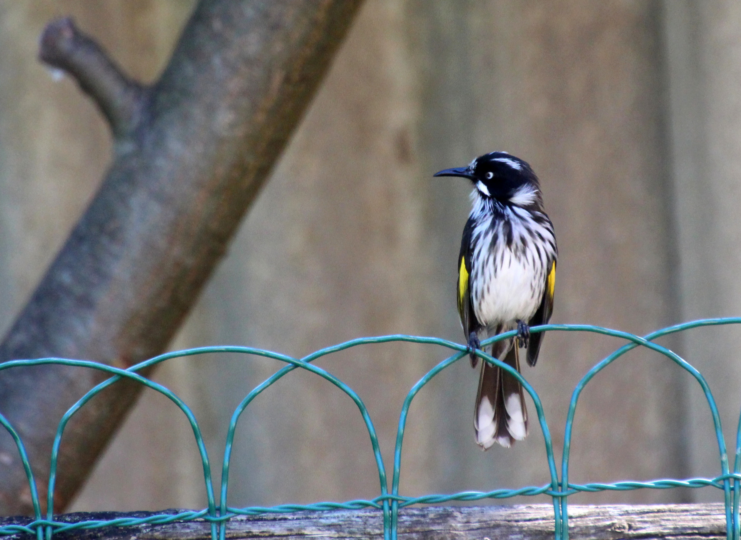 New Holland Honey Eater