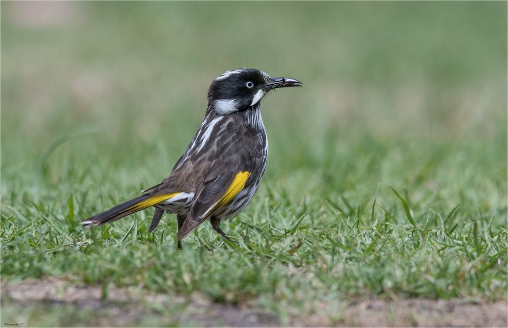 New Holland Honeyeater