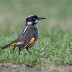 New Holland Honeyeater