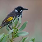 New Holland Honeyeater