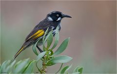 New Holland Honeyeater