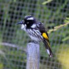 New Holland Honeyeater