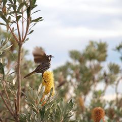 New Holland Honeyeater beim Abflug