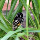 New Holland Honeyeater