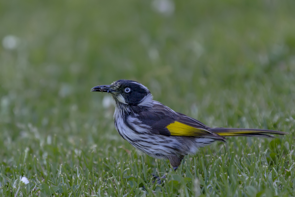 New Holland Honeyeater mit Beute