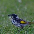 New Holland Honeyeater mit Beute