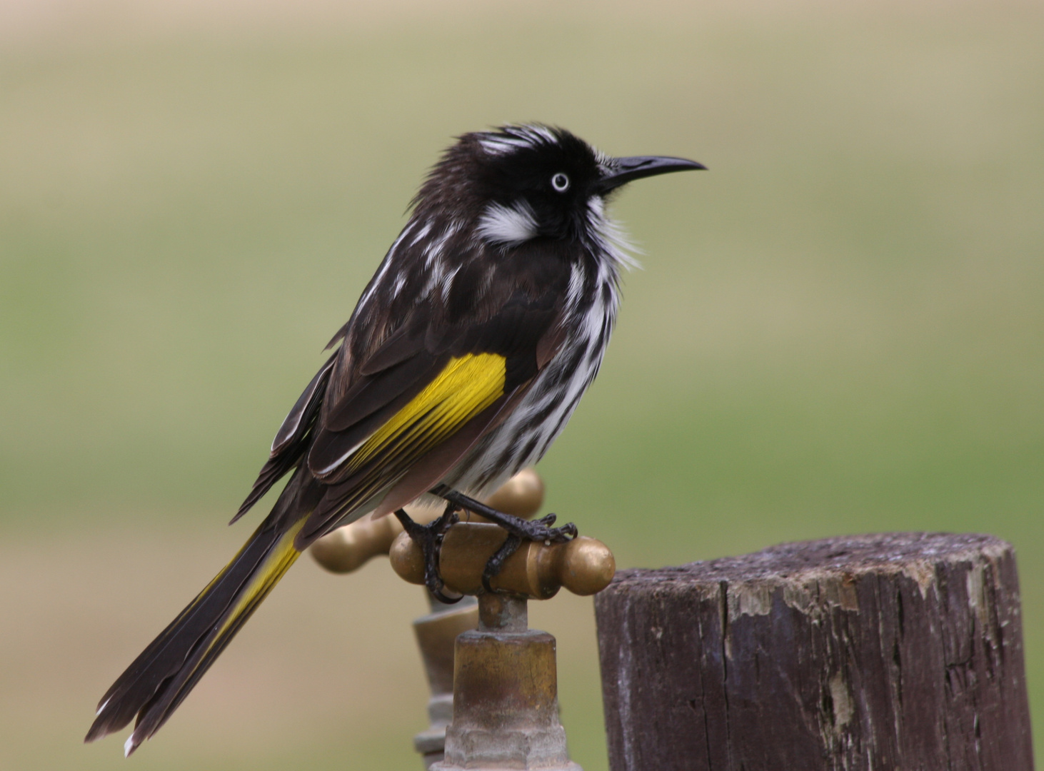 New Holland Honeyeater zu Besuch