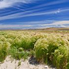 New Interpretation of WWW: Windy Wild Wheat