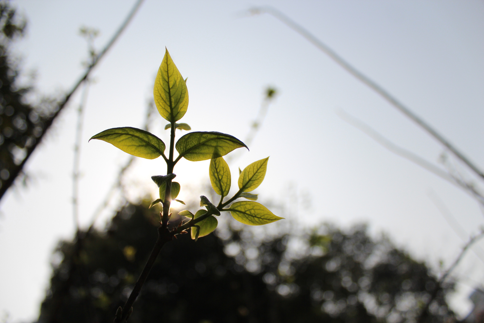 new leaf of wintersweet tree