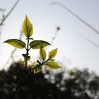 new leaf of wintersweet tree