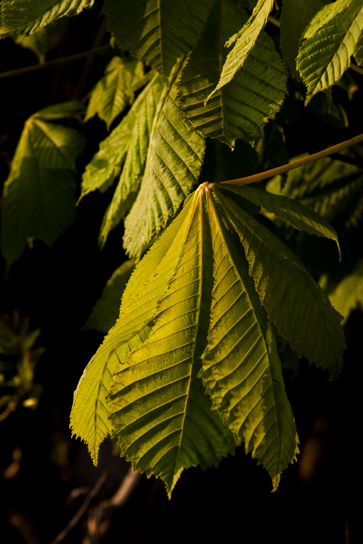 New Leaves in Evening Light.