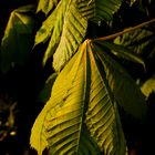 New Leaves in Evening Light.