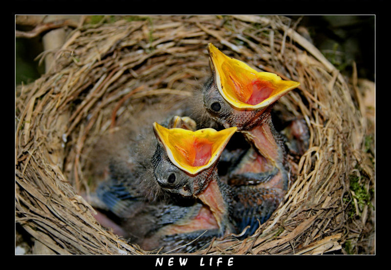 New life