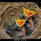 New life