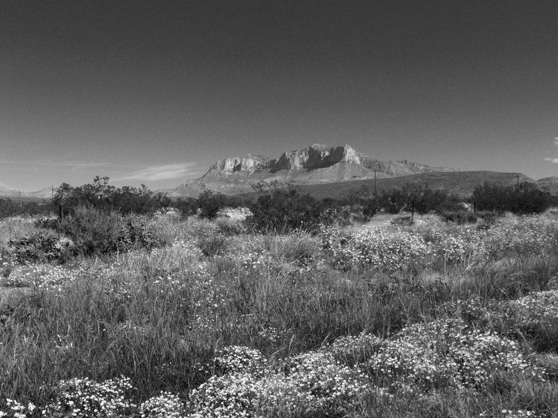 New Mexico Desert