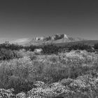 New Mexico Desert