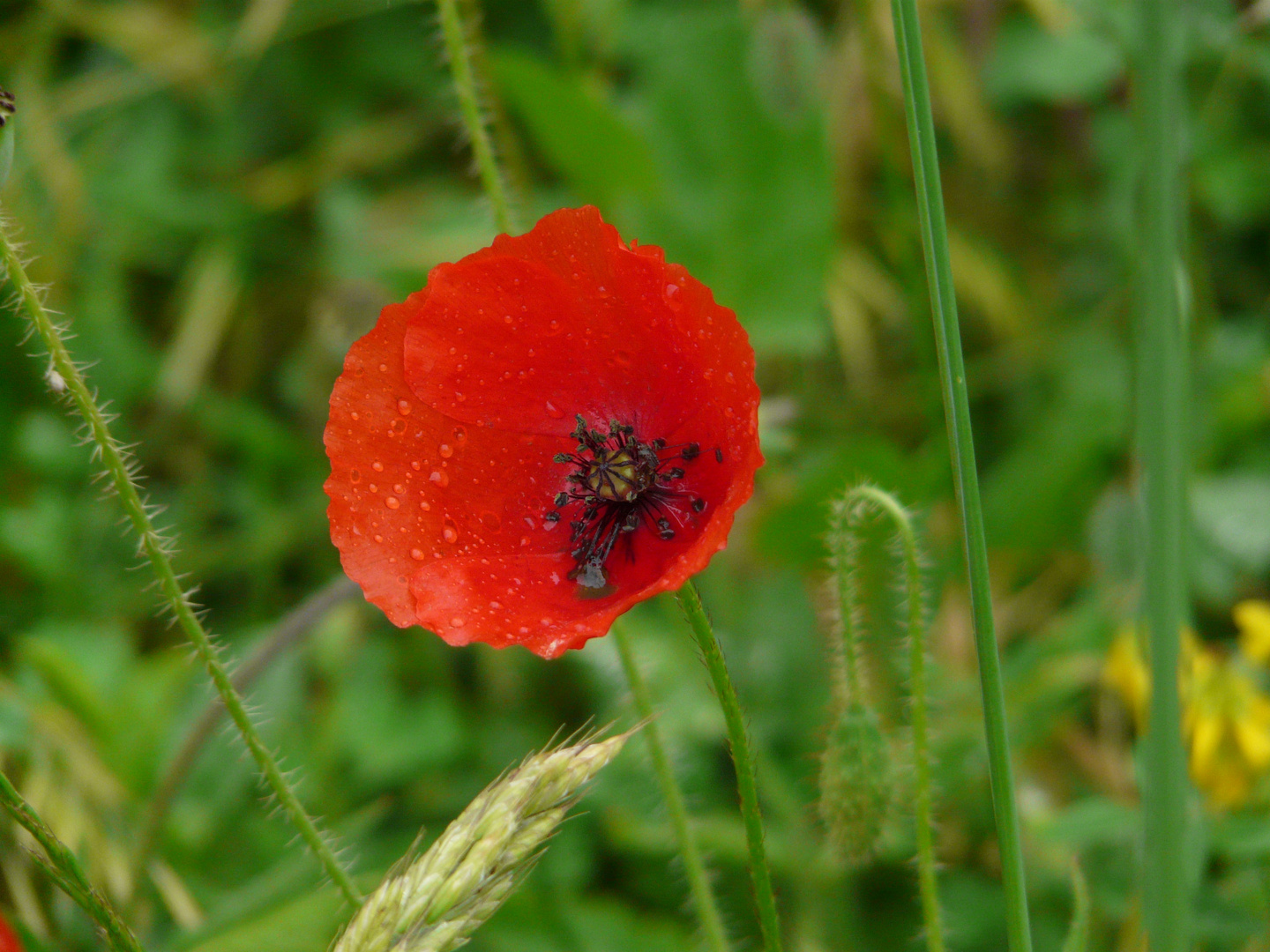 New Mohn - bis der Gärtner kommt