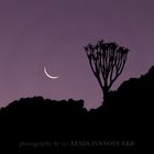 New Moon over the Namib Desert