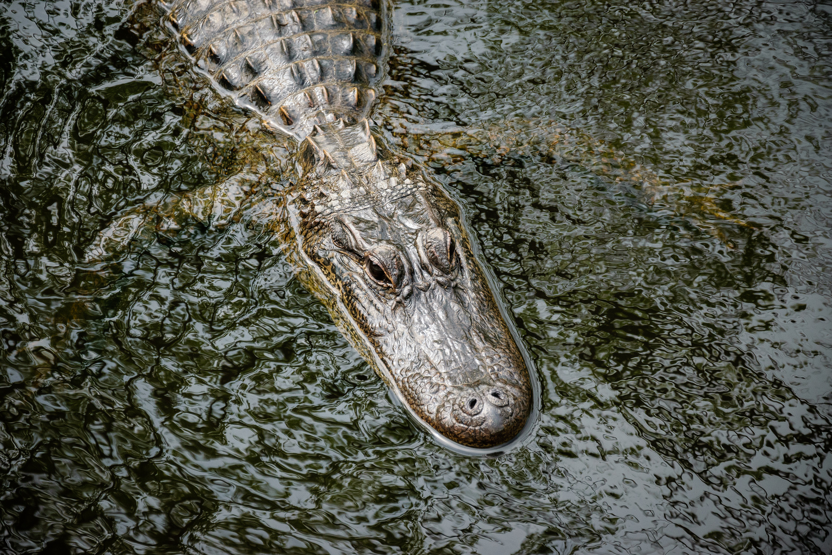 New Orleans Swamp Alligator