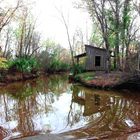 New Orleans Swamps