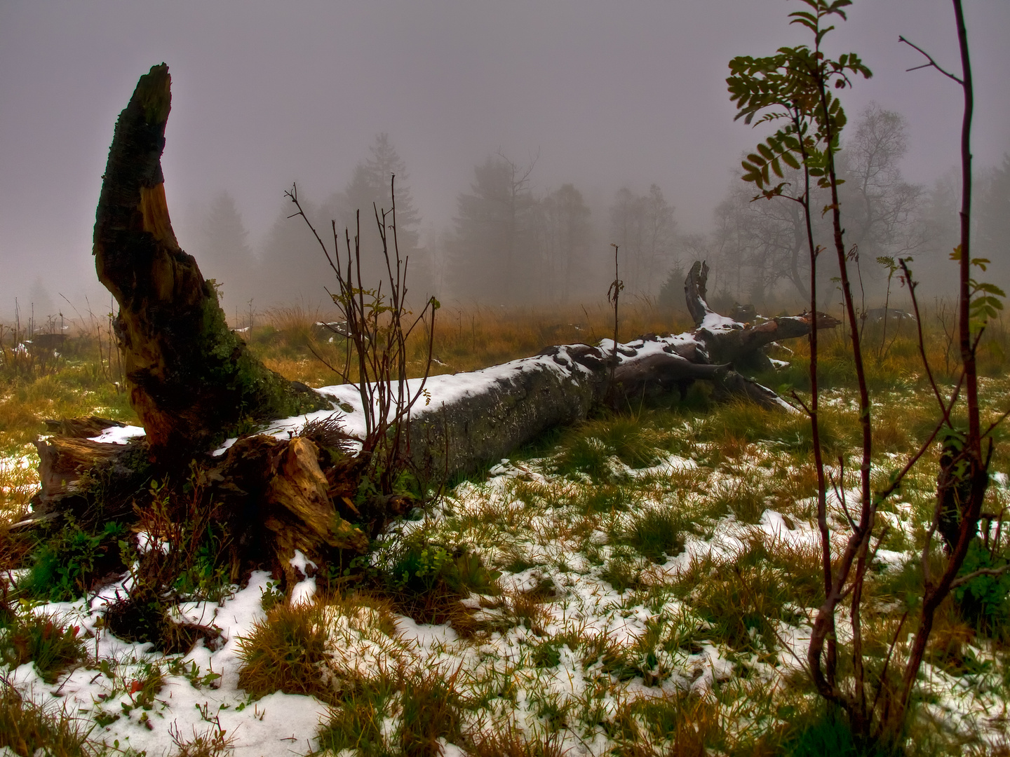 New snow on the old birch