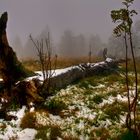 New snow on the old birch