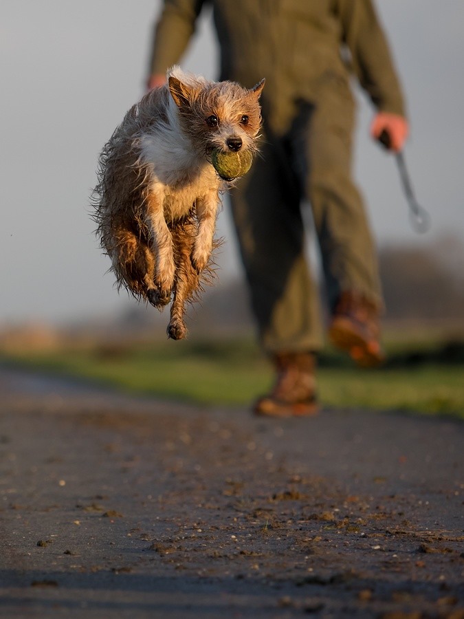 New Sports: Dog-Kicking