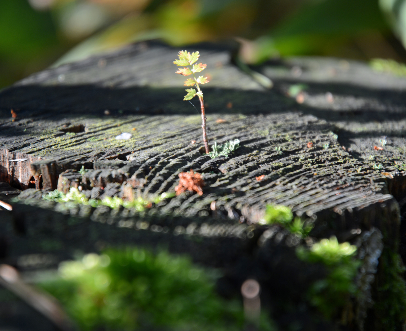 New start on stump