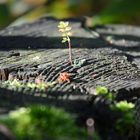 New start on stump