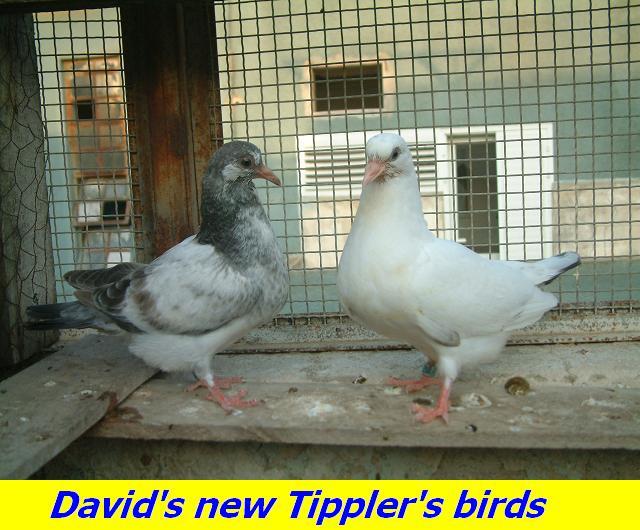 New Tipplers